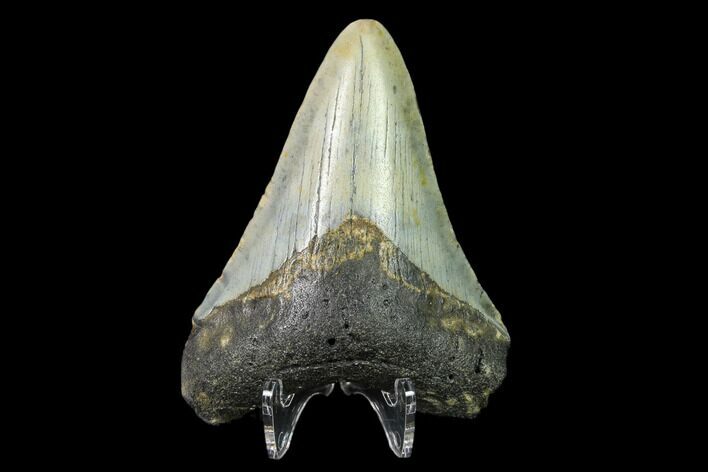 Bargain, Fossil Megalodon Tooth - North Carolina #129955